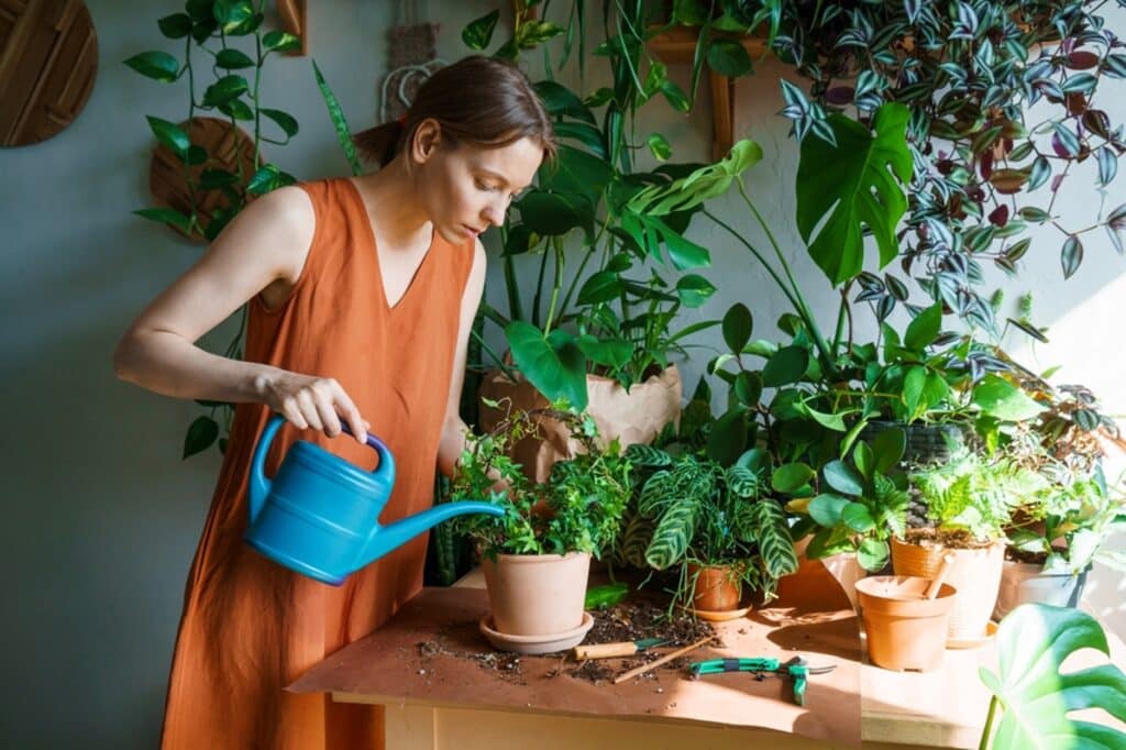 Les plantes sont de formidables décorations